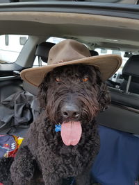 Portrait of dog sitting in car