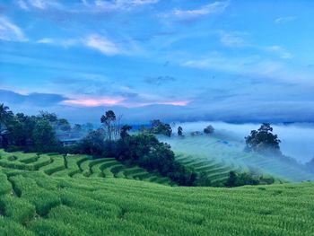 Scenic view of agricultural field against sky