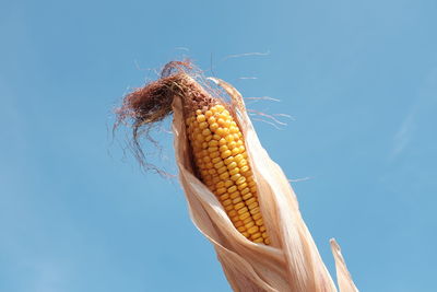 Low angle view of corn against clear blue sky