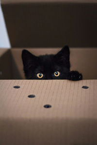 Close-up portrait of a cat