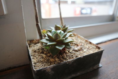Close-up of potted plant and cactus  on table