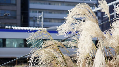 Close-up of icicles on plant during winter