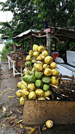 Fruits growing on tree