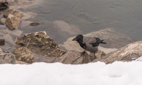 High angle view of bird on rock in snow