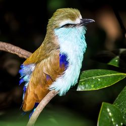 Close-up of bird perching outdoors