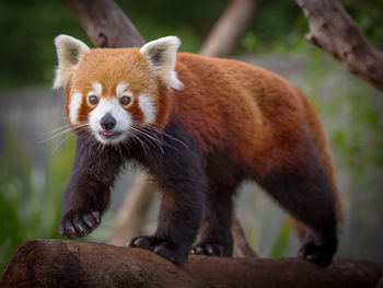 Close-up of a panda looking away