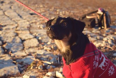 Close-up of dog