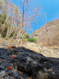 Plants growing by stream on land against sky