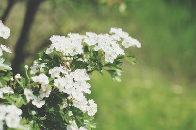 Close-up of white flowers blooming outdoors