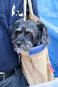 Midsection of man with dog in bag