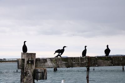 Birds perching on wooden post in sea against sky