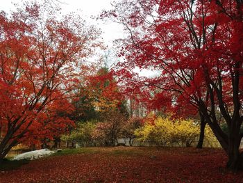 Autumn leaves on tree