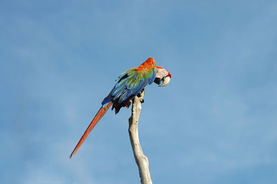 Low angle view of bird perching on branch against blue sky