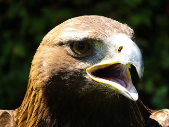 Close-up of golden eagle 