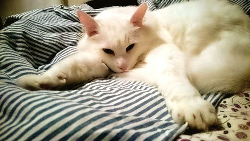 Close-up portrait of cat relaxing on bed