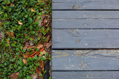 High angle view of ivy growing on footpath