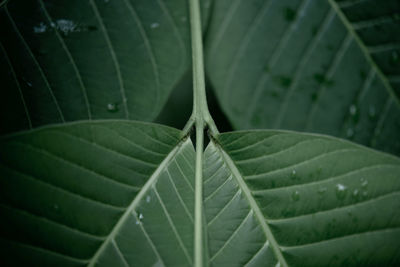 Close-up of raindrops on leaves