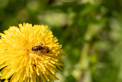 Close-up of bee pollinating on flower