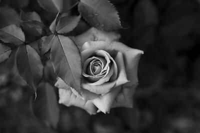 Close-up of rose blooming