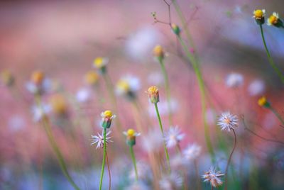 Close-up of flowering plants on field