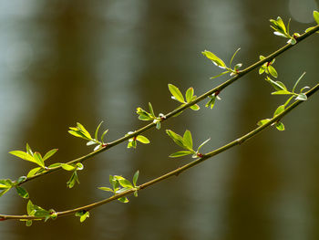 Close-up of plant