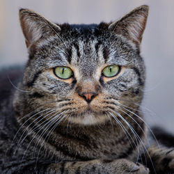 Close-up portrait of tabby cat