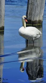 View of swan in lake