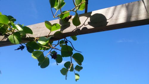 Low angle view of leaves against clear blue sky