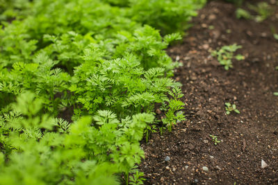 Plants growing on field