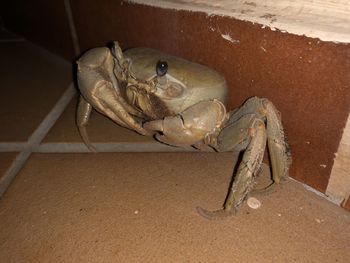 High angle view of insect on floor