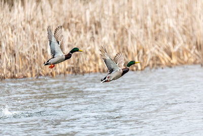 Duck swimming in lake