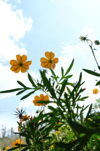 Low angle view of flowering plant against sky