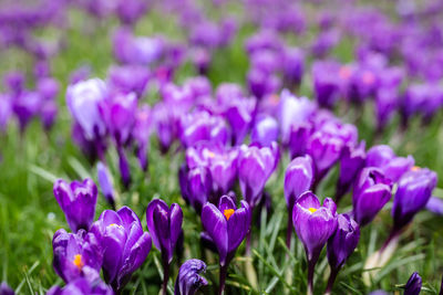 Close-up of purple crocus flowers on field