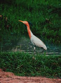 Bird perching on a grass