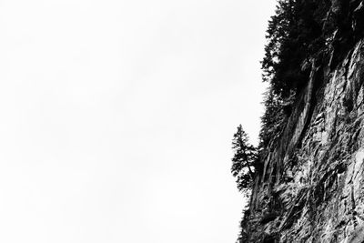 Low angle view of trees against clear sky