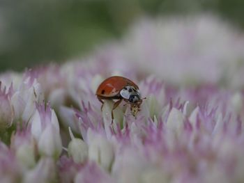 Close-up of insect on purple flower