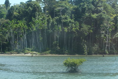 View of trees by lake