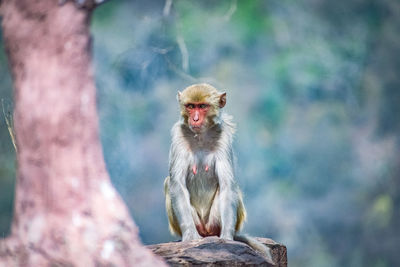 Monkey staring at me while i was capturing his photo