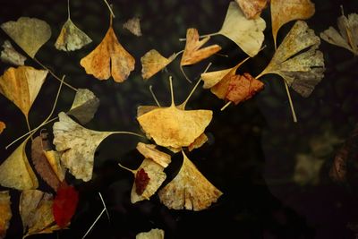 High angle view of dry leaves floating on water
