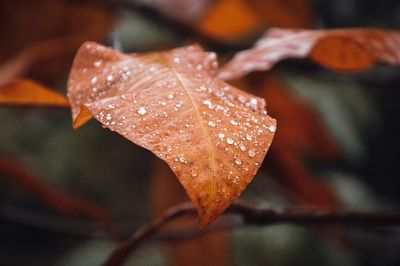 Close-up of raindrops on leaf during autumn