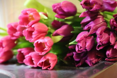 Close-up of pink flowers
