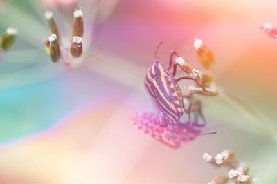 Close-up of flowers against blurred background