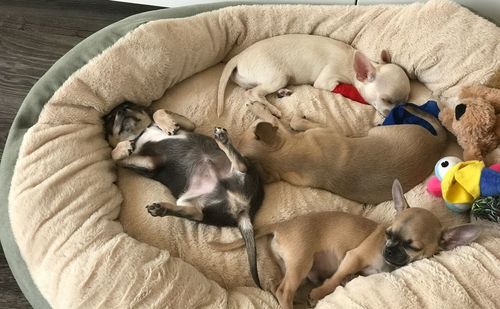 High angle view of puppy sleeping on blanket