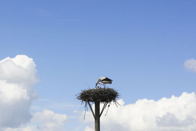 Bird crane on the nest, wildlife animal theme,blue sky and daylight