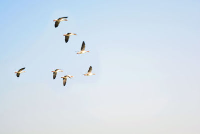 Low angle view of birds flying