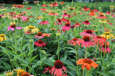 Close-up of pink flowers in park