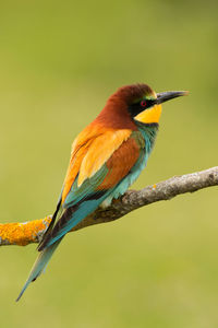 Close-up of bird perching on branch