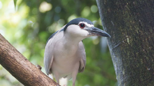 Close-up of a bird perching on tree trunk