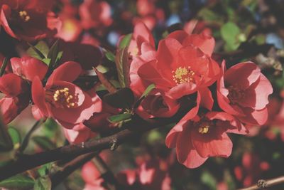 Close-up of flowers blooming outdoors