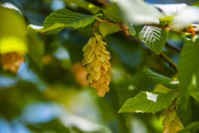 Closeu up of a hornbeam in summer with green leaves